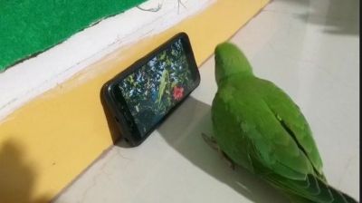 This parrot got addicted to mobile, can't live without it