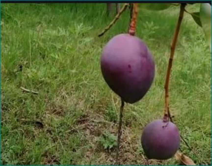 Insane couple! 4 Guards, 6 Dogs Deployed to Protect 2 Trees of Mangoes