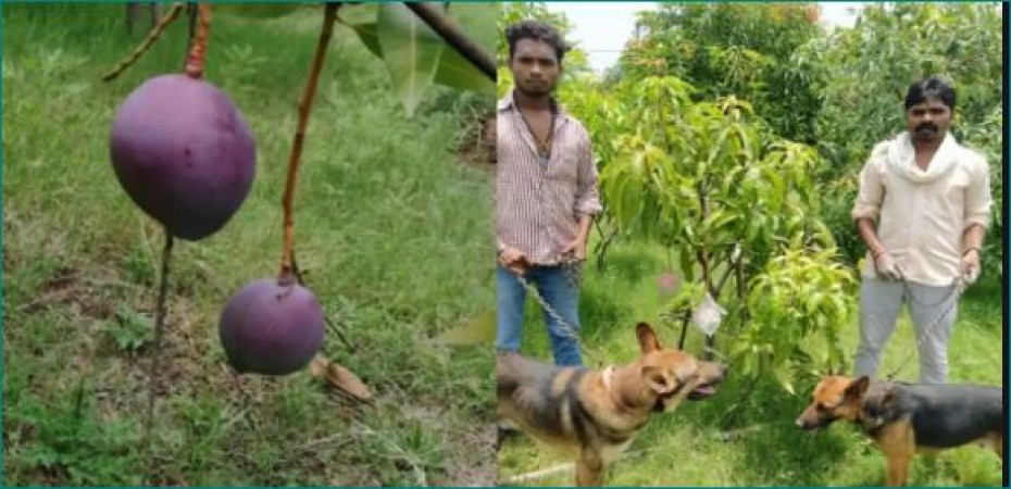 Insane couple! 4 Guards, 6 Dogs Deployed to Protect 2 Trees of Mangoes