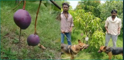 Insane couple! 4 Guards, 6 Dogs Deployed to Protect 2 Trees of Mangoes