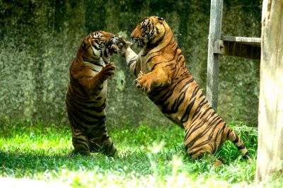 क्या अपने देखा दो बाघों के बीच खूनी जंग का वीडियो
