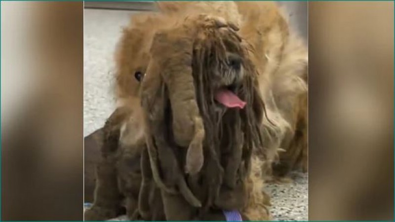 VIDEO: लंबे बालों वाला जानवर देख डर गए लोग, काटे गए 3 किलो बाल और फिर...