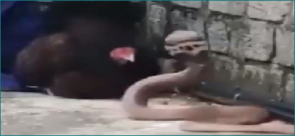 Hen fights with snake to save chicks, watch video