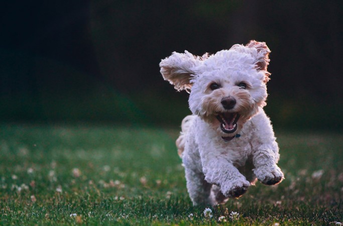 Isn't this dog the cutest? watch video here