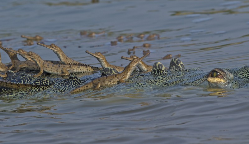 Thousands of gharial took birth amid lockdown