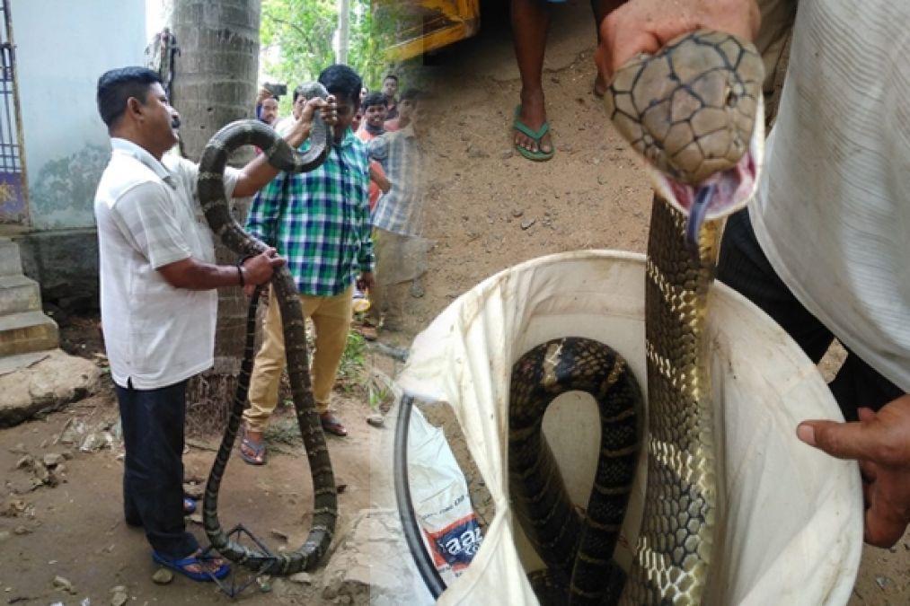 By seeing 12 feet long python people get the senseless, caught by this way
