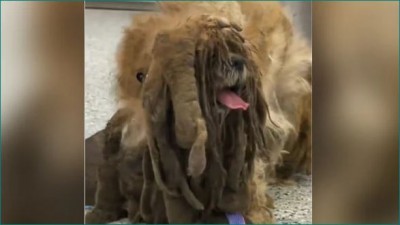 VIDEO: Old Kansas Dog transformation stuns people on internet