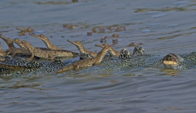 Thousands of gharial took birth amid lockdown
