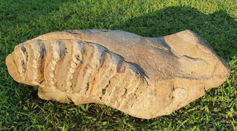 OMG: Over 50 lakh years old elephant's jaw  found in UP, people stunned