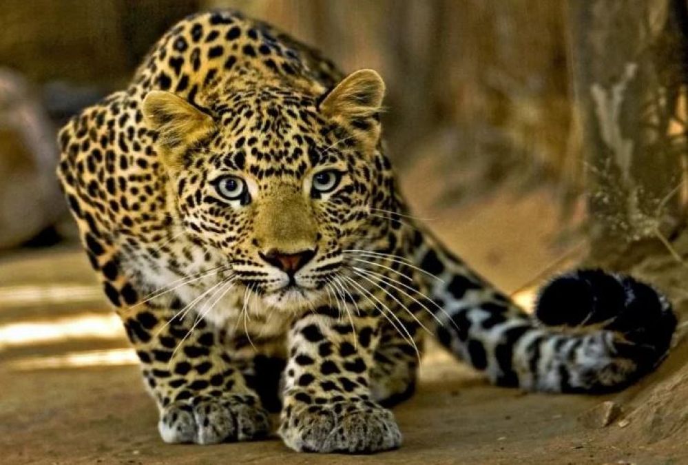 Leopard attack on 7-year-old innocent, 14-year-old brother action gives you goosebumps