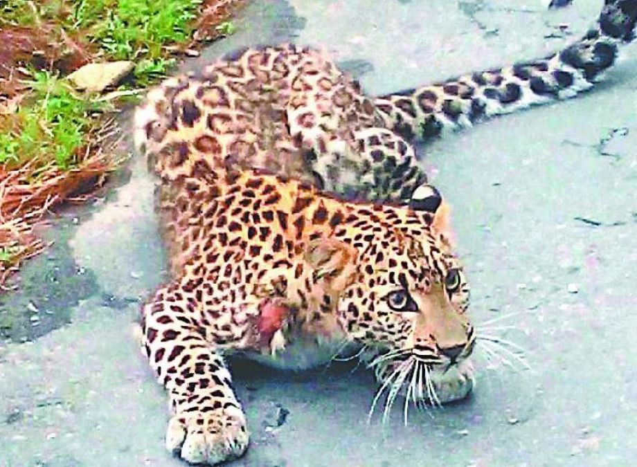 Leopard attack on 7-year-old innocent, 14-year-old brother action gives you goosebumps