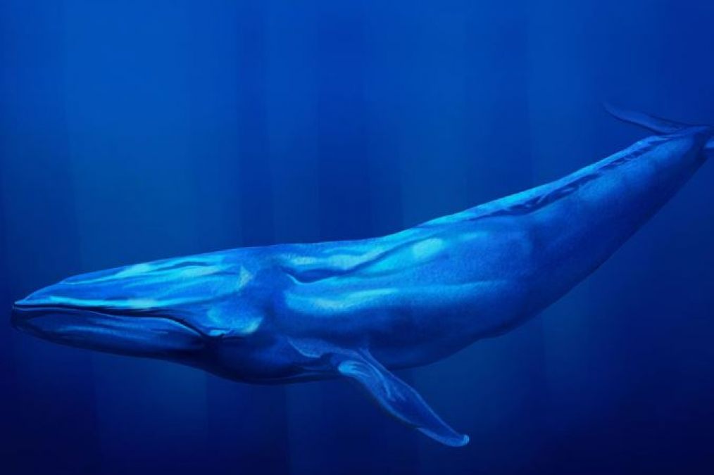Not Every Whale can Breathe within Water, Learn More Facts Of Whales