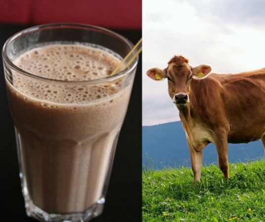 अमेरिका के लोगों को ये पता है 'भूरी गाय देती है भूरा दूध', सर्वे में हुआ खुलासा