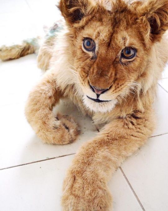 lion cub got tortured for taking photos, this person saved its life