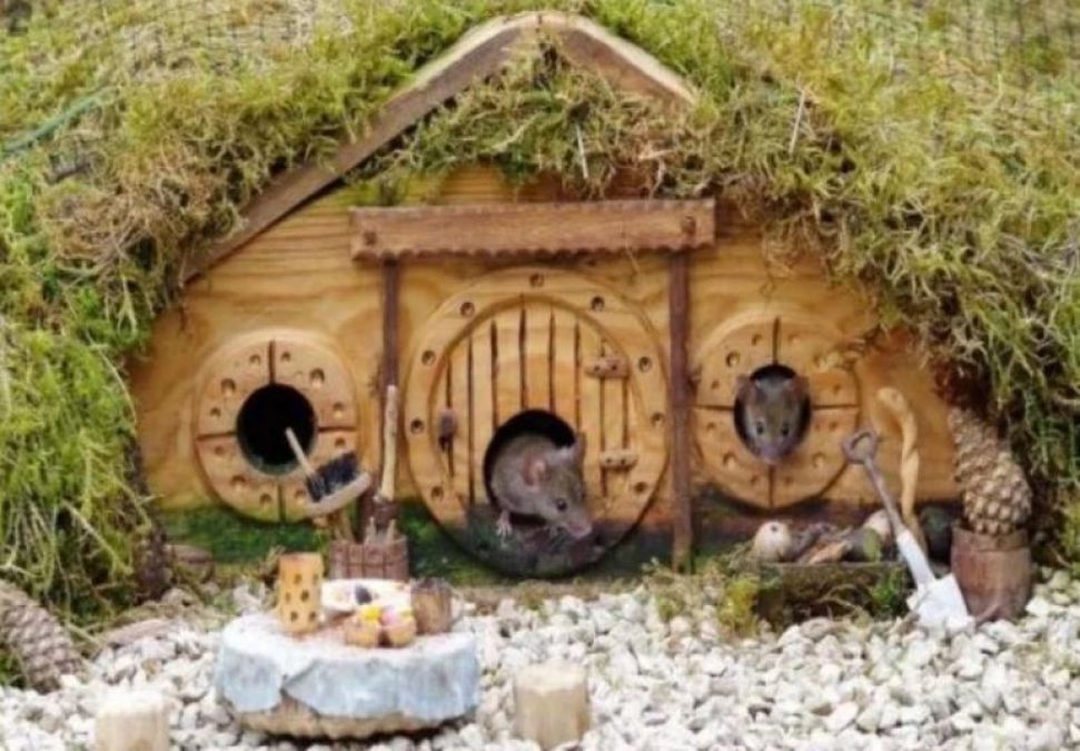 This man has build the whole village for rats, making so many special arrangements