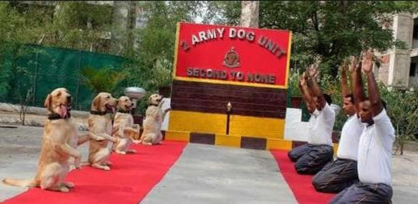 Dogs also performed yoga on the special occasion of Yoga Day, watch video