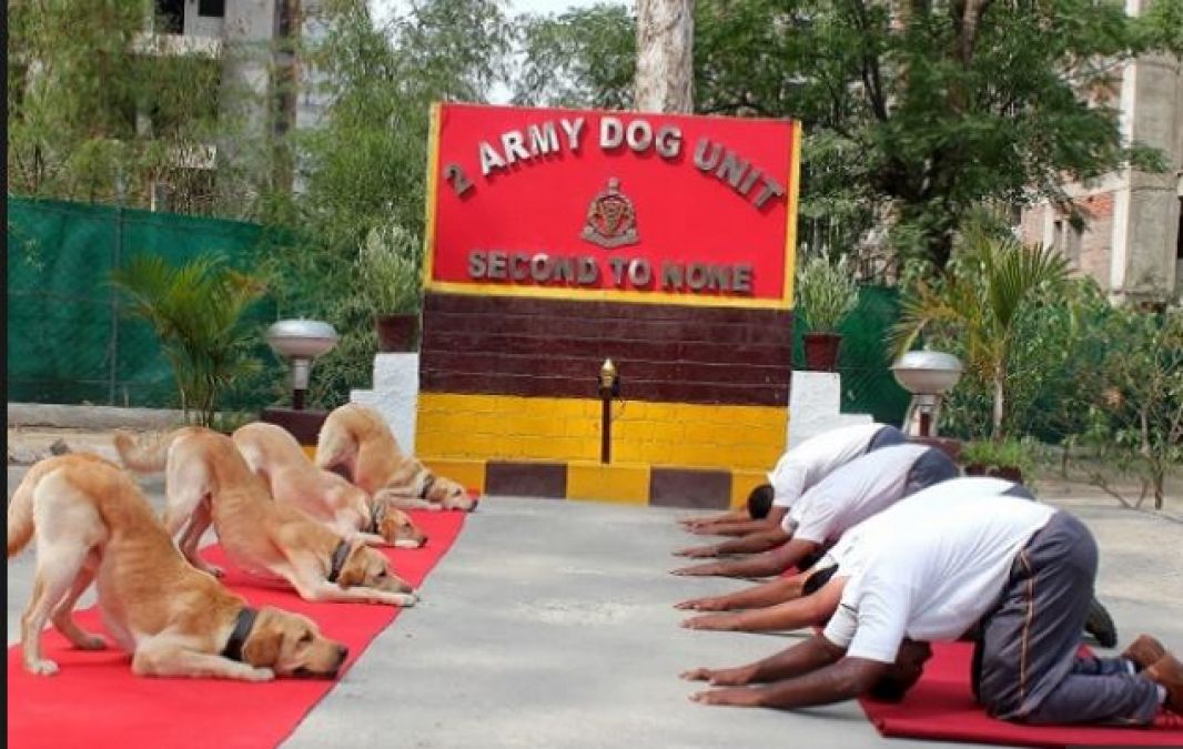 Dogs also performed yoga on the special occasion of Yoga Day, watch video