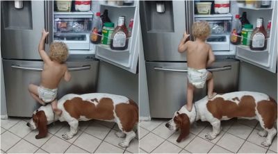 किस तरह इस भूखे बच्चे की मदद कर रहा है ये कुत्ता, देखिये ये क्यूट वीडियो