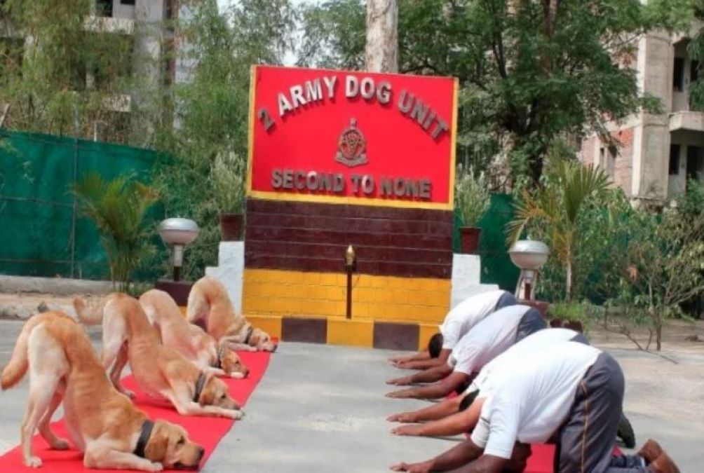 Yoga Day:  Army Dog Also Done Yoga with Army Men, Photos Seen Fiercely