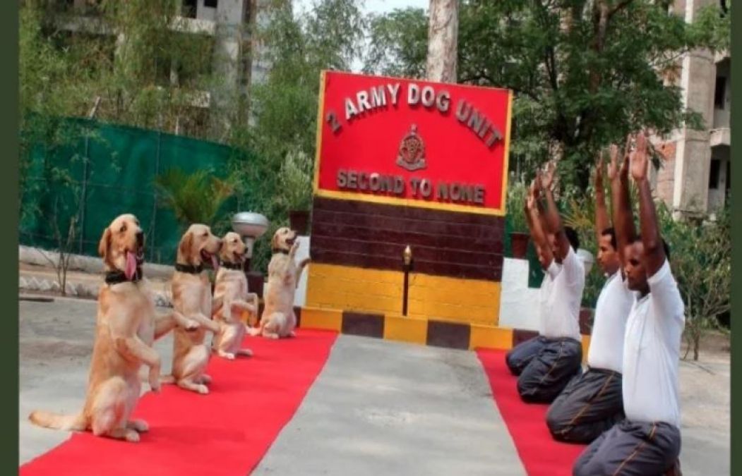 Yoga Day:  Army Dog Also Done Yoga with Army Men, Photos Seen Fiercely