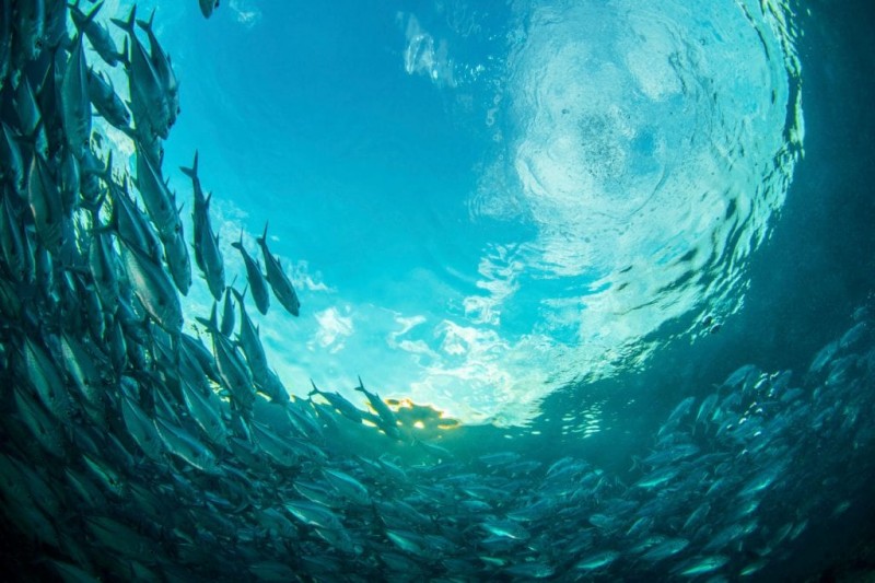 You will also be surprised to know these facts realted to world's largest ocean