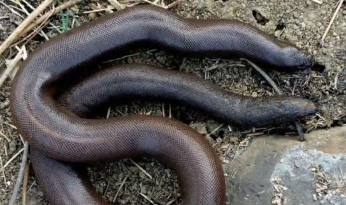 Millions of bugs used for smuggling of these unique snakes