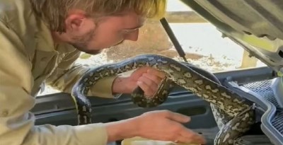 The woman was driving the car when the python came out of the bonnet and then...
