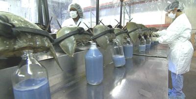 'नीले खून' वाले जीवों का मेडिकल लैब में चूसा जा रहा खून