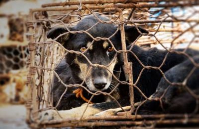 हजारों बेजुबान कुत्तों की जान का दुश्मन है चीन का यह त्यौहार