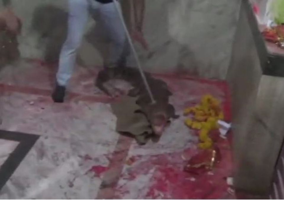 Crocodile rammed into mother's temple, people began to worship