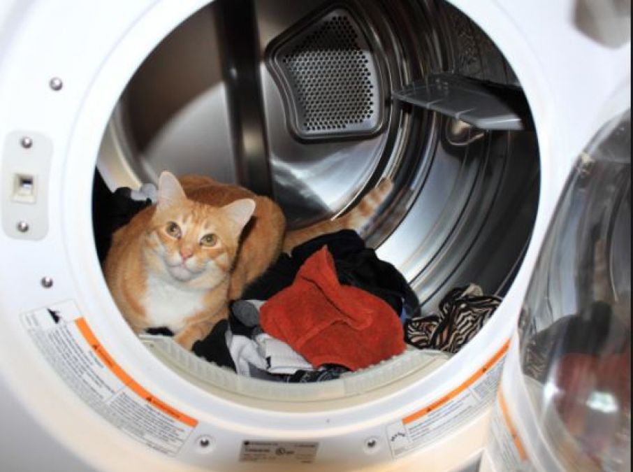 Cat trapped in the washing machine for half an hour, has this condition in hospital