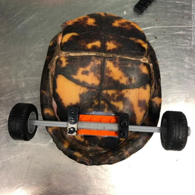 People did this special job for handicapped turtles