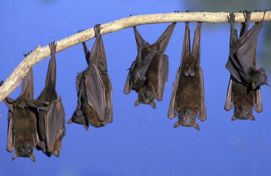 Amazing Facts: Interesting Facts about bats