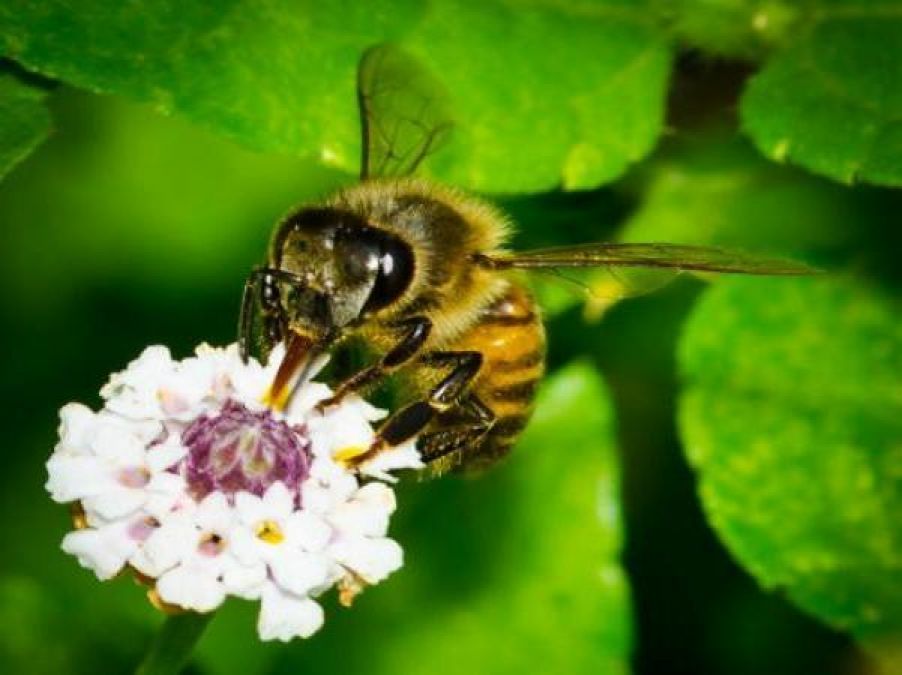 Interesting facts about honey bees that you should know