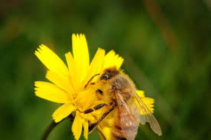 मधुमक्खियों से जुड़े है कई रोचक तथ्य, जो की है हैरान कर देने वाले
