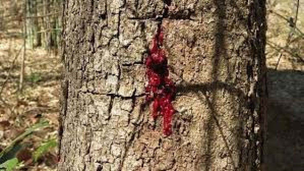 'Pterocarpus angolensis', Tree that bleeds like humans