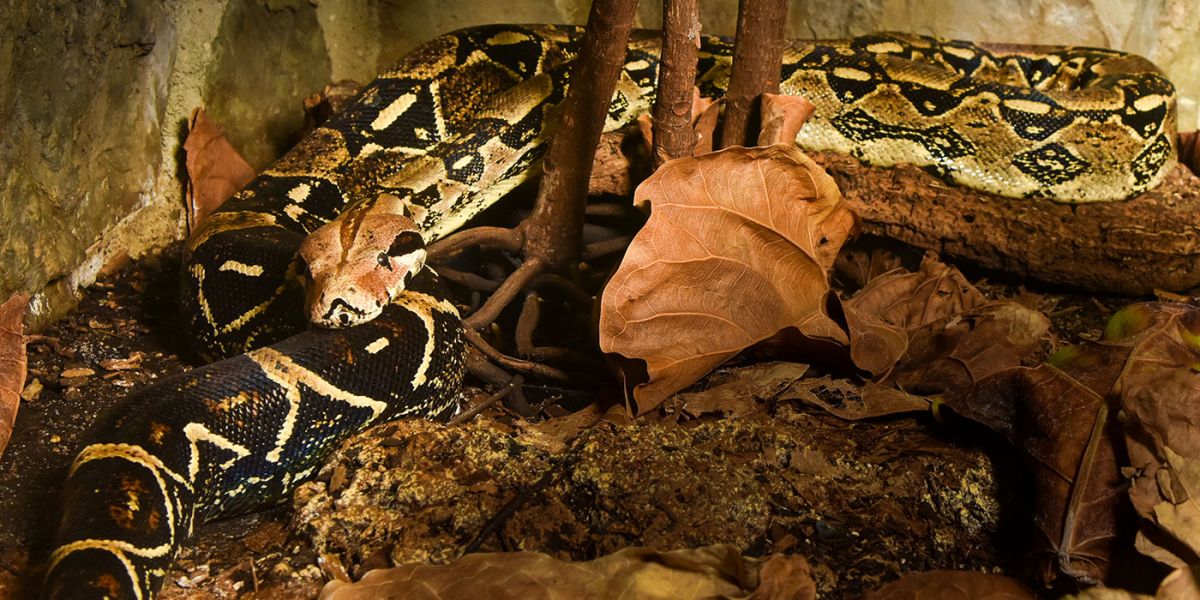 This species of female snake can give birth without mating with male snakes