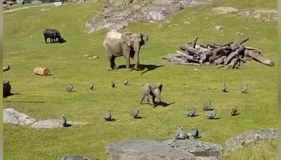 Video : पक्षियों के साथ मस्ती कर रहा है हाथी का क्यूट बच्चा
