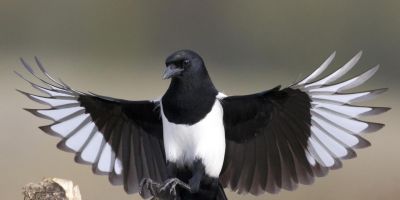 इस खूबसूरत पक्षी से डरकर भागते हैं ब्रिटेन के लोग