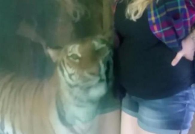 Video : प्रेग्नेंट महिला के पेट को छू रहा है ये Tiger, नज़ारा देखने लायक