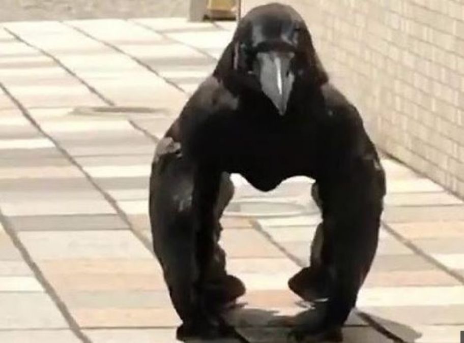 Crow or Gorilla, People Watch this strange Video