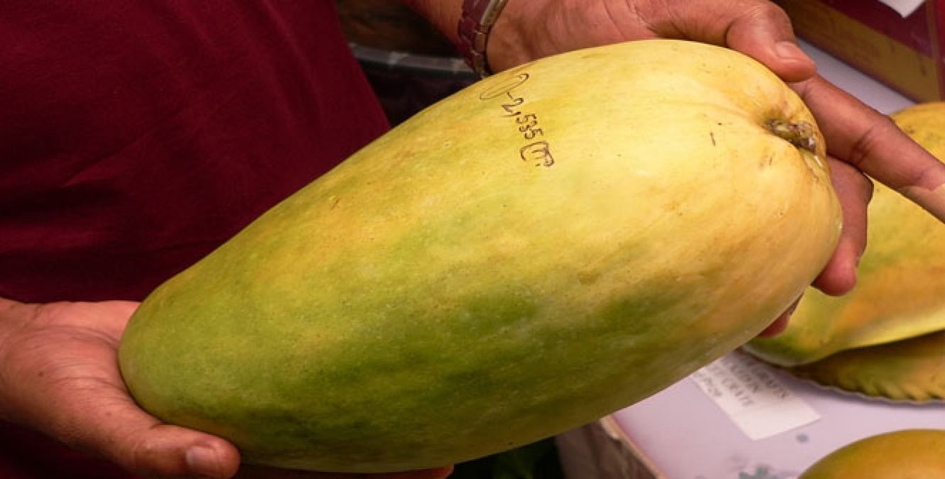People ready to pay all costs for this particular Special Mango