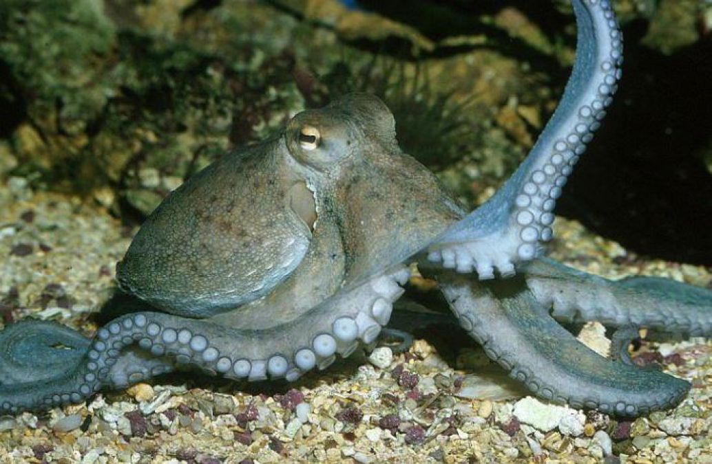 An octopus stays with 3 hearts and with Blue Blood, Know Its Unknown facts!