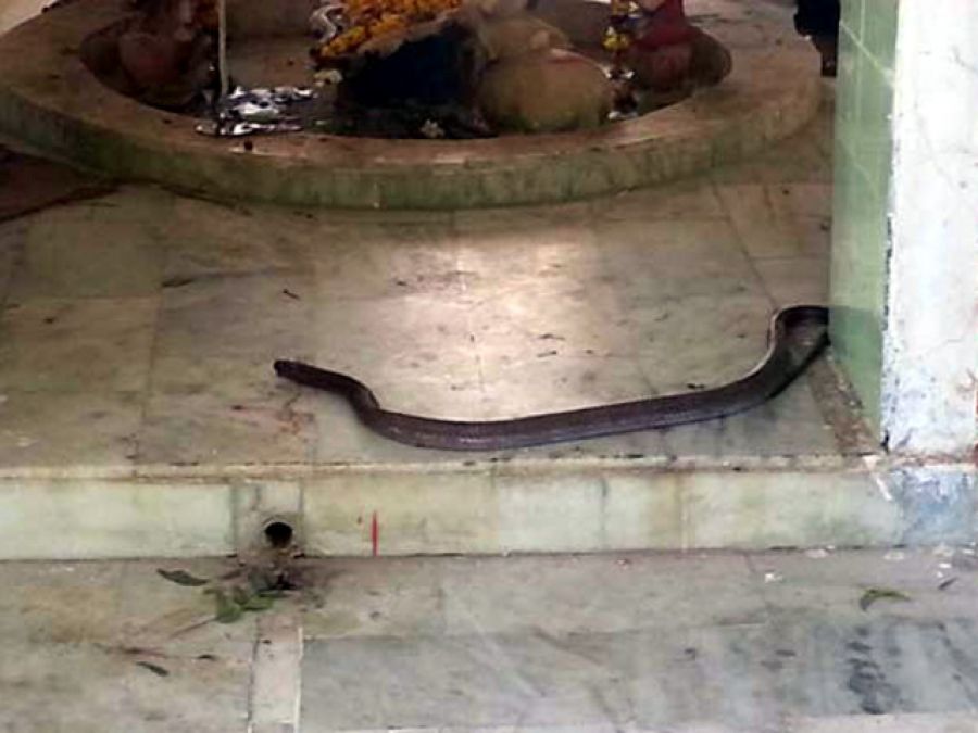 A unique Shiva temple where the Lord is worshiped by snakes!