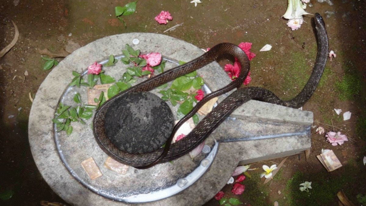 A unique Shiva temple where the Lord is worshiped by snakes!