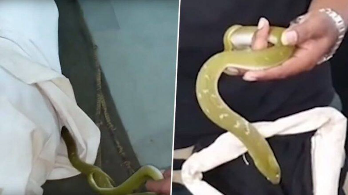Video: A snake rammed into the kurta of a person sleeping on the ground and...