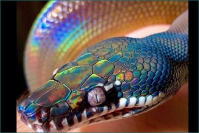People shocked to see this rainbow coloured snake, video viral