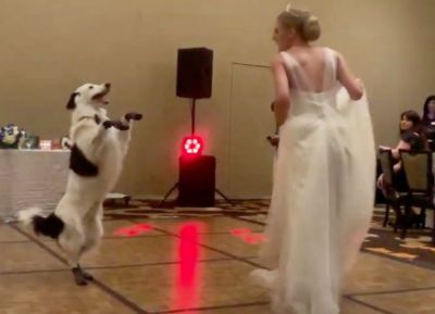 Video: This dog dances beautifully with the bride!