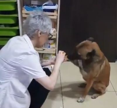 चोट लगने पर कुत्ता पहुंचा अस्पताल, वायरल हुआ भावुक वीडियो