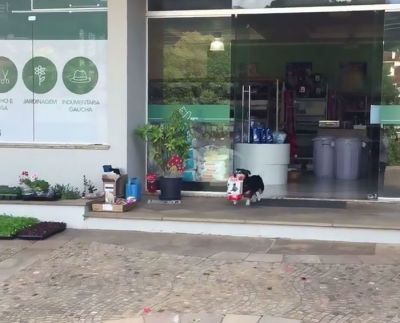 (VIDEO) यह कुत्ता मार्केट से अपना खाना खुद खरीदता है और उसे बैग में लेकर घर जाता है